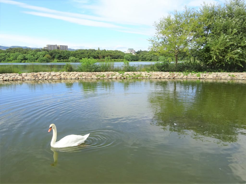 昆陽池公園