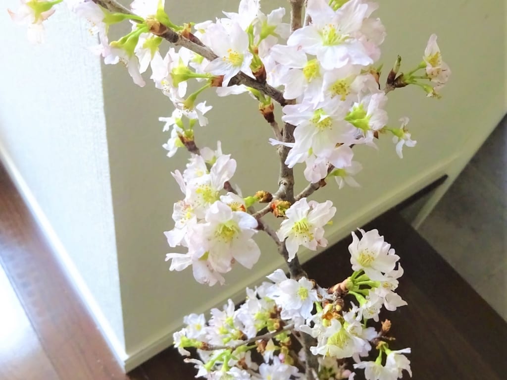 桜の切り花