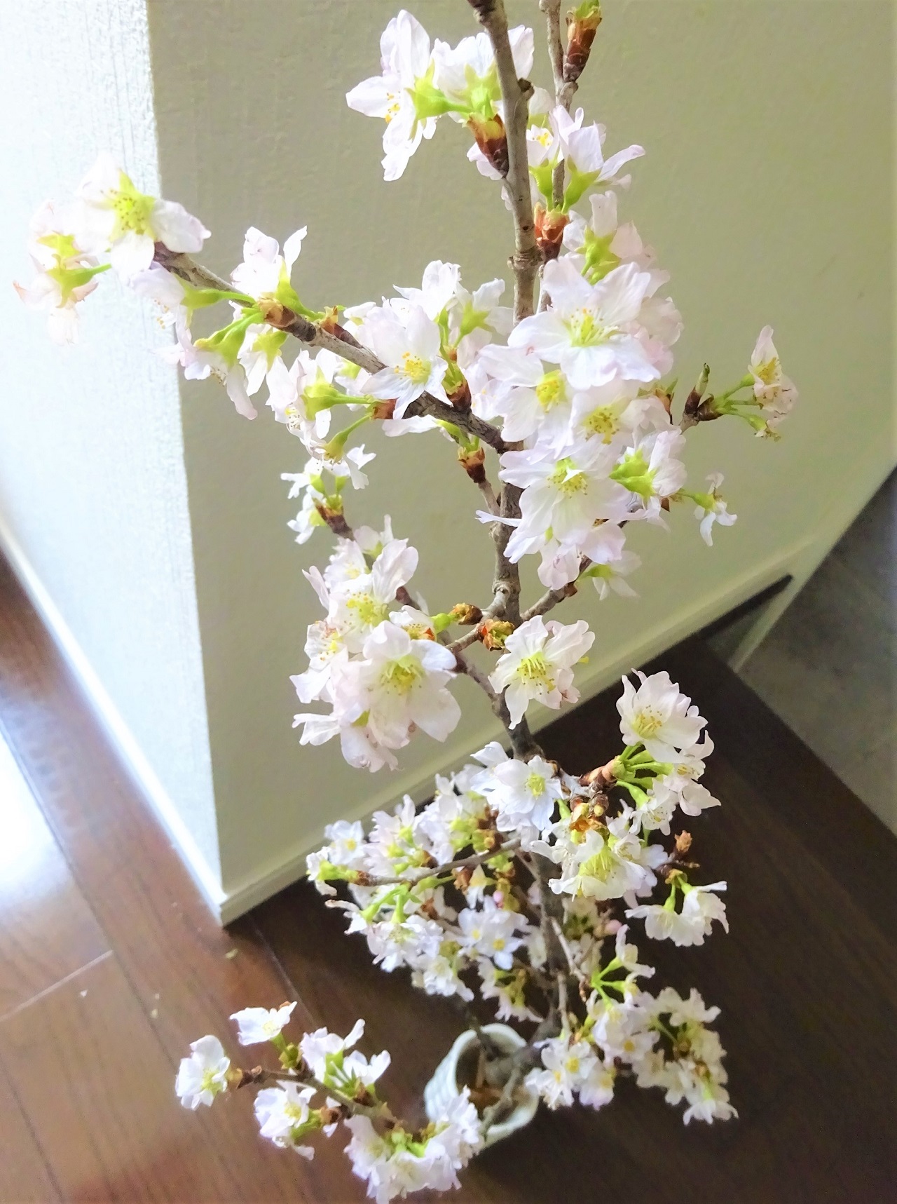 桜の切り花