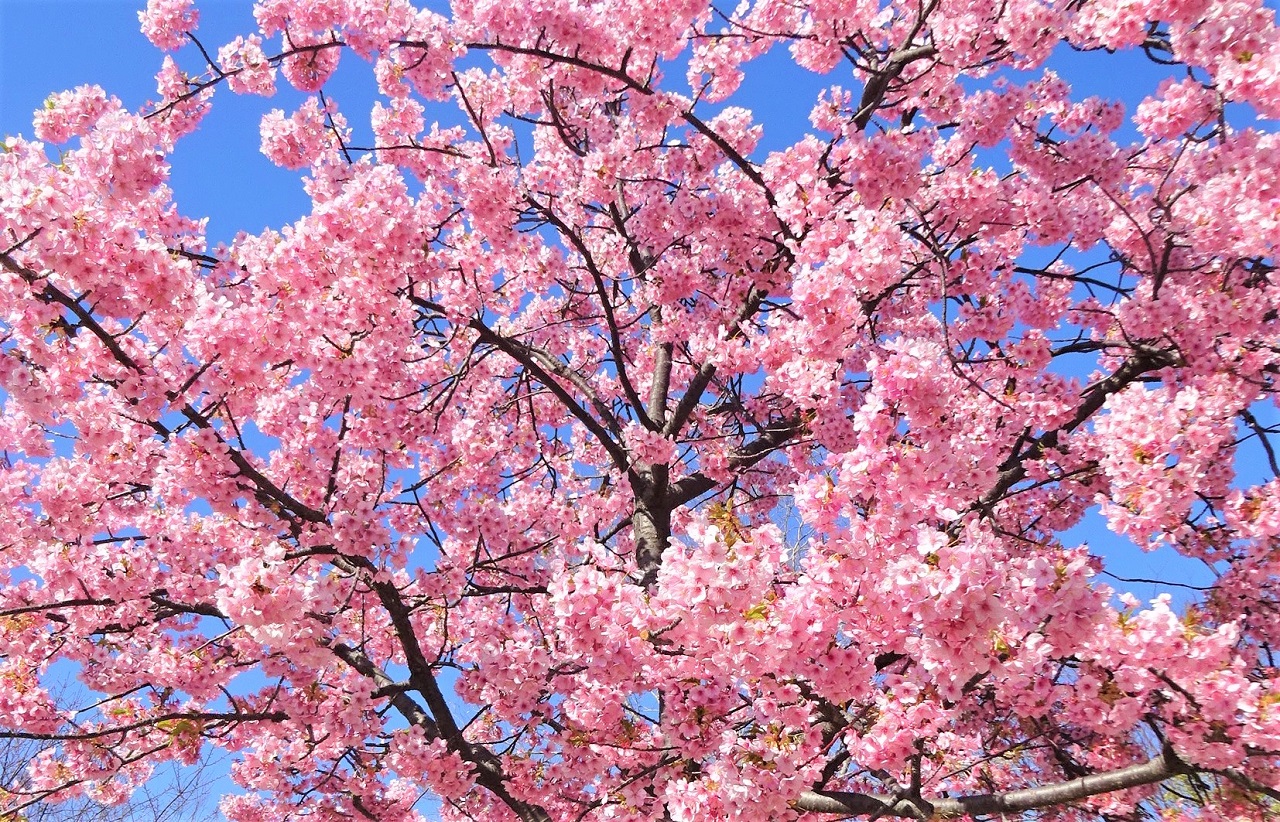 伊丹市 春うらら 河津桜満開の笹原公園でお花見 遊具もグランドも楽しいけど バタフライガーデンを散策してみて 号外net 伊丹市