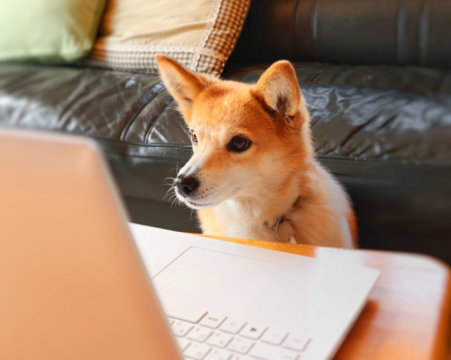 パソコンを見つめる犬