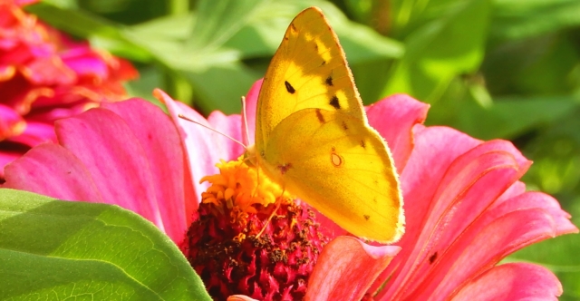 ピンクの花と黄色の蝶