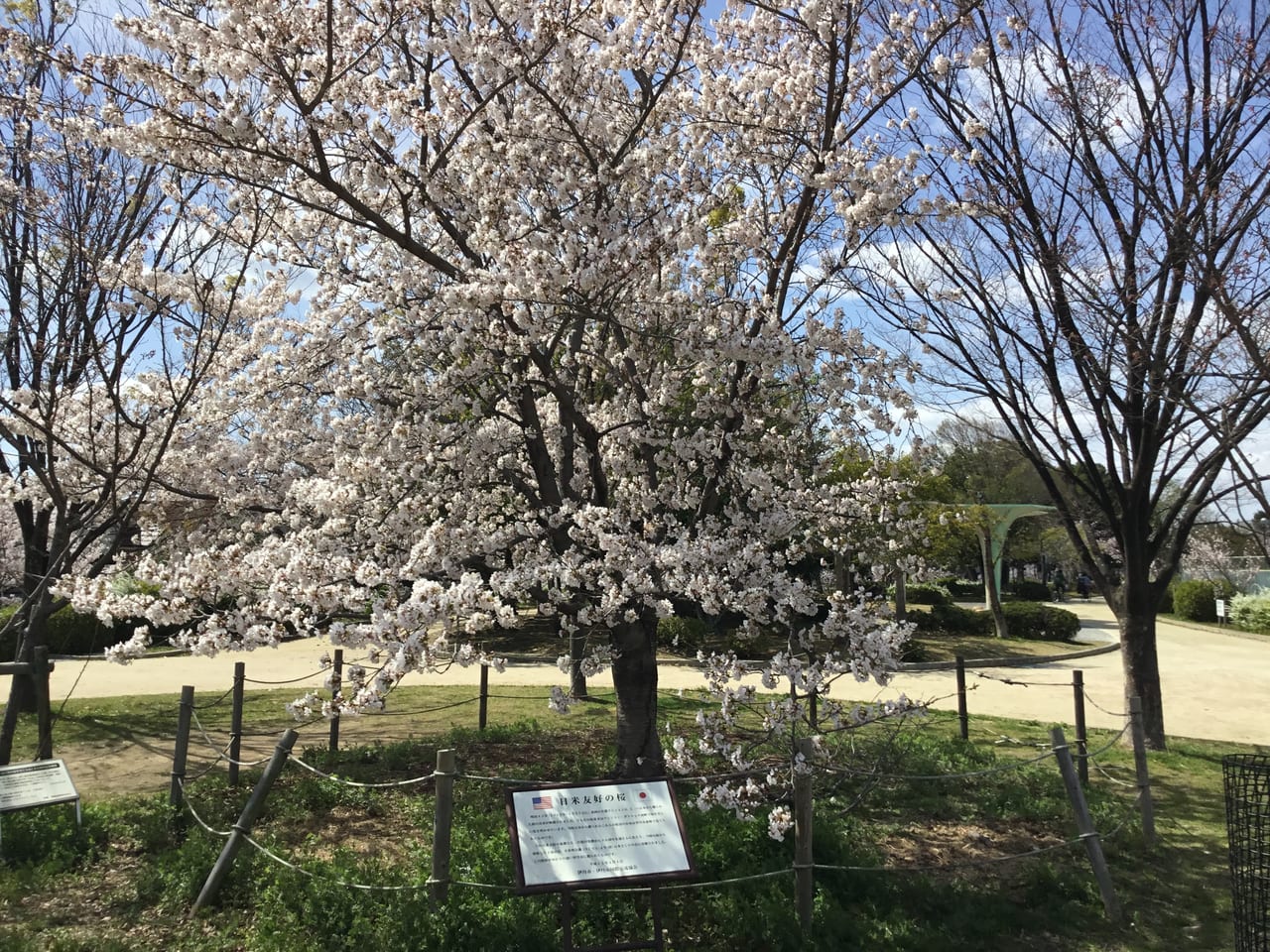 日米友好の桜