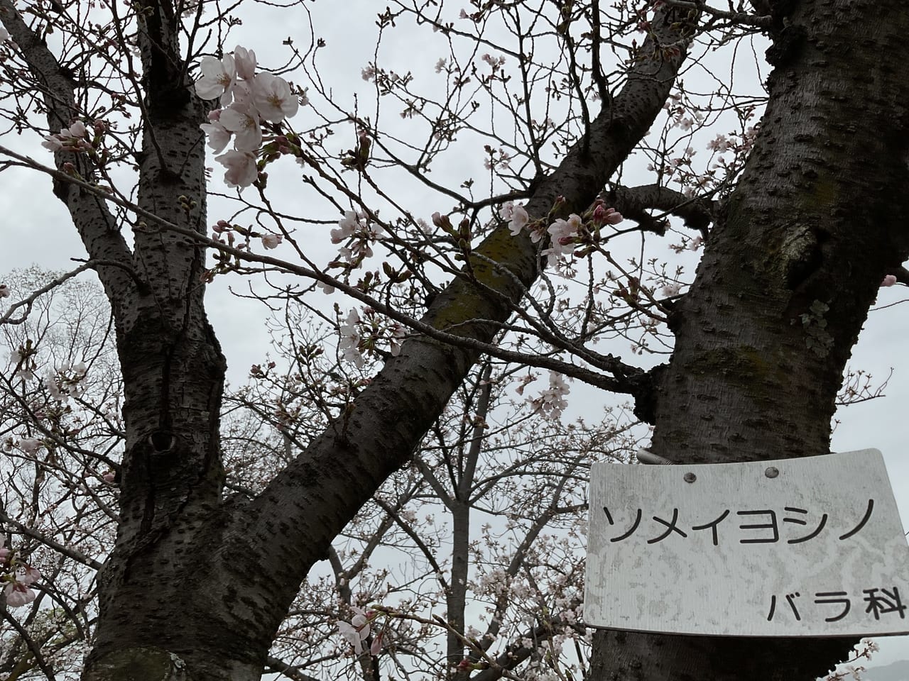 瑞ケ丘公園（桜）