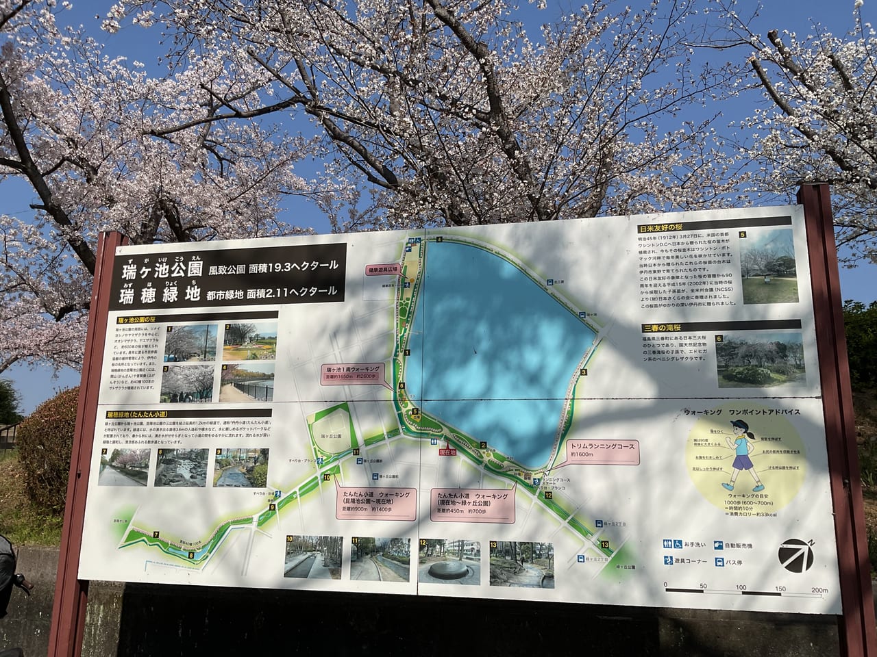 瑞ケ池公園（桜）
