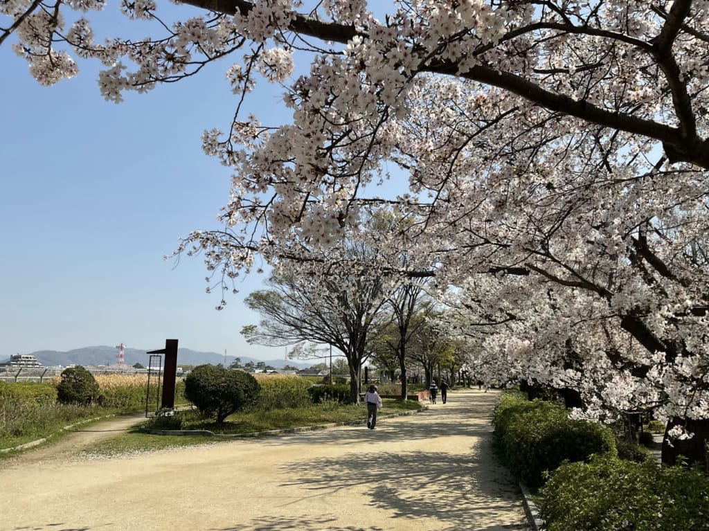 瑞ケ池公園（桜）
