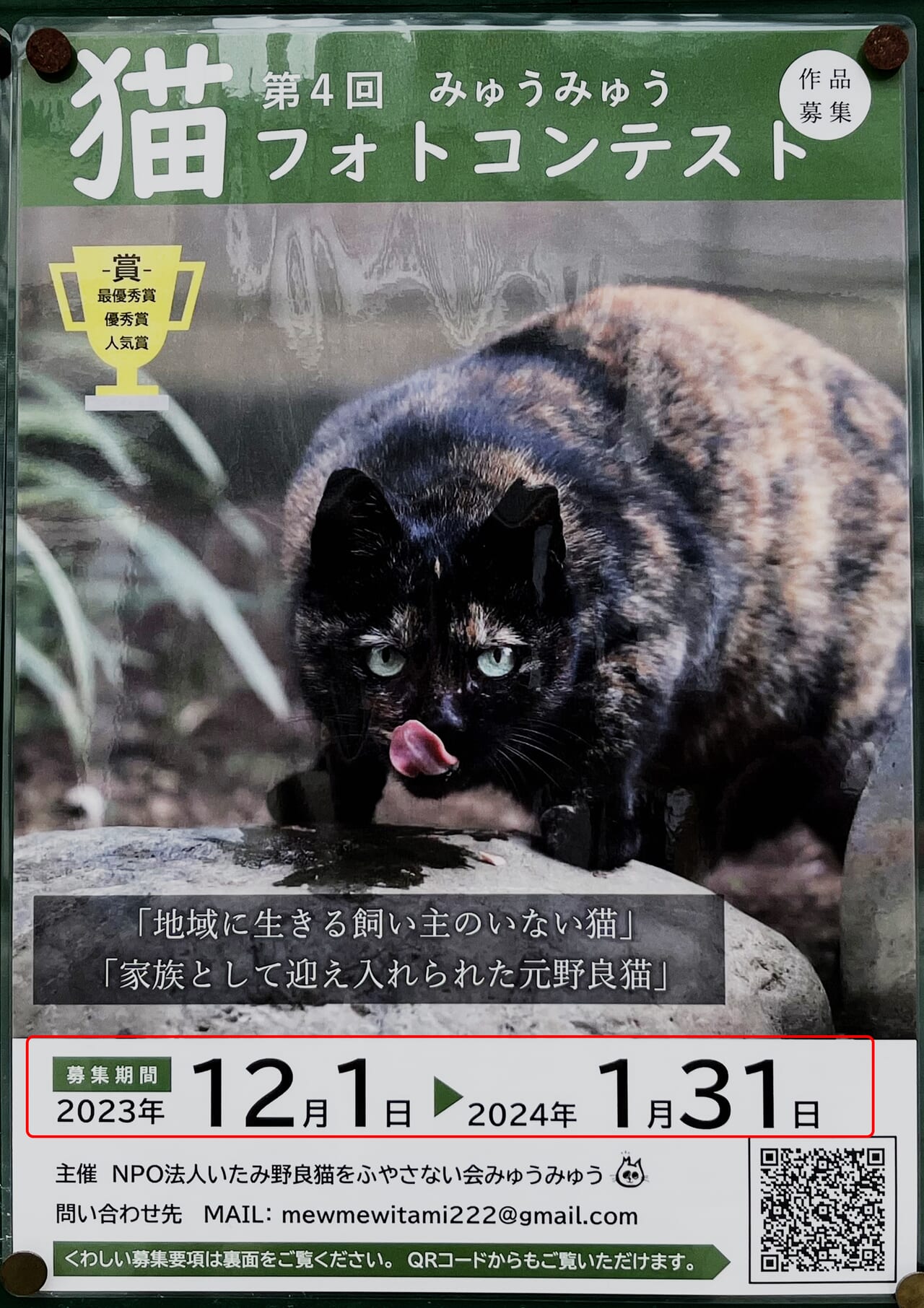 猫フォトコンテスト第4回