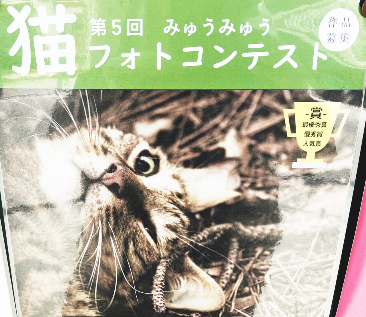 「第5回 みゅうみゅう 猫フォトコンテスト」案内ポスターより