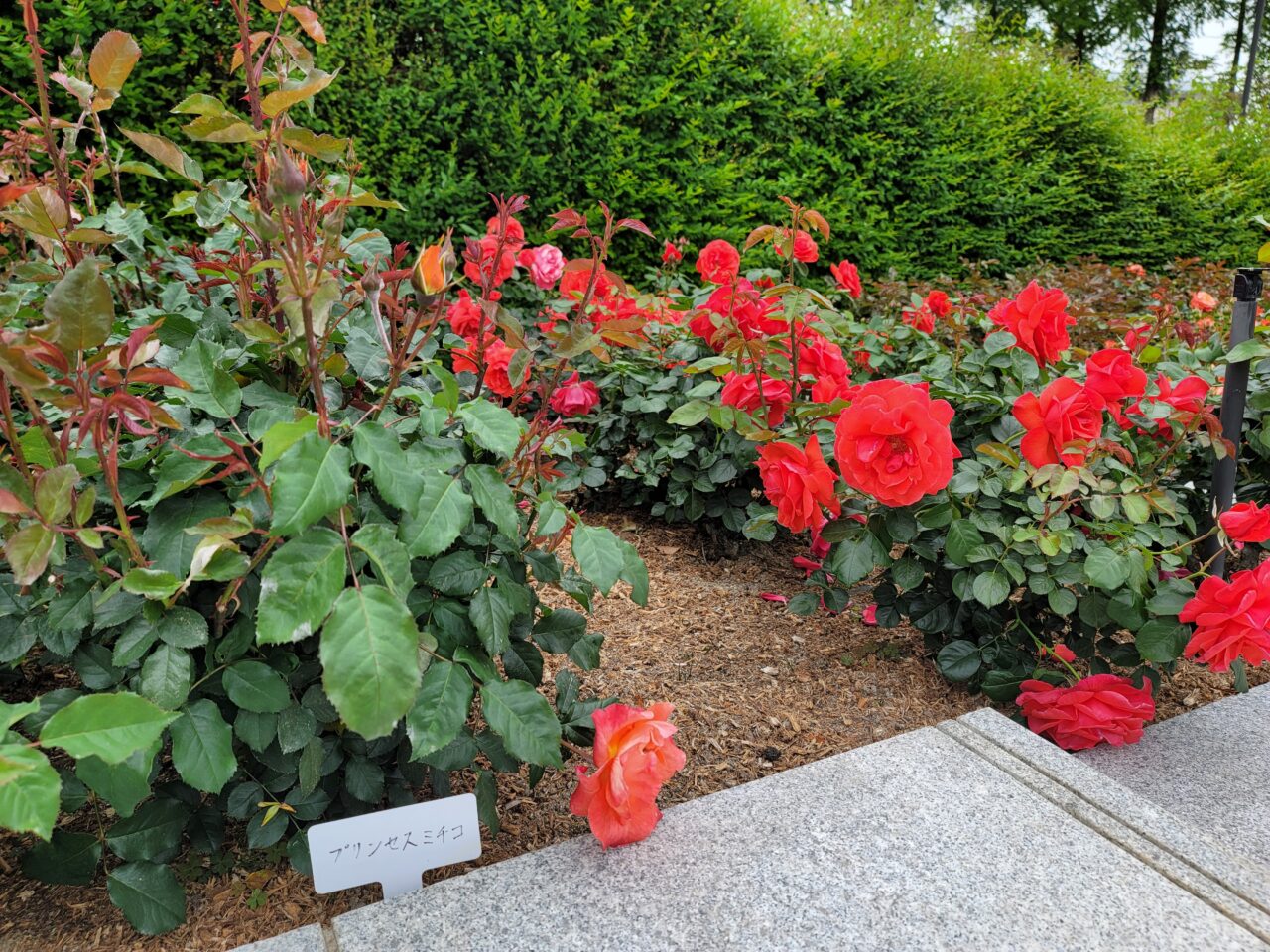 バラ公園