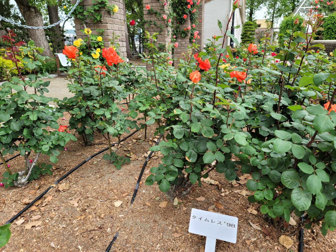 バラ公園