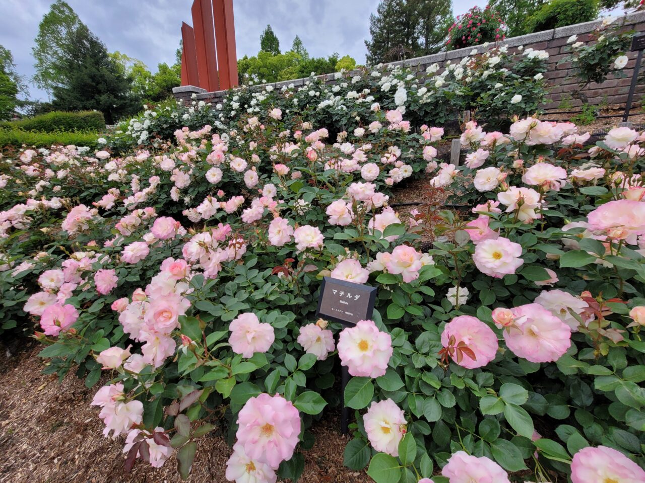 バラ公園