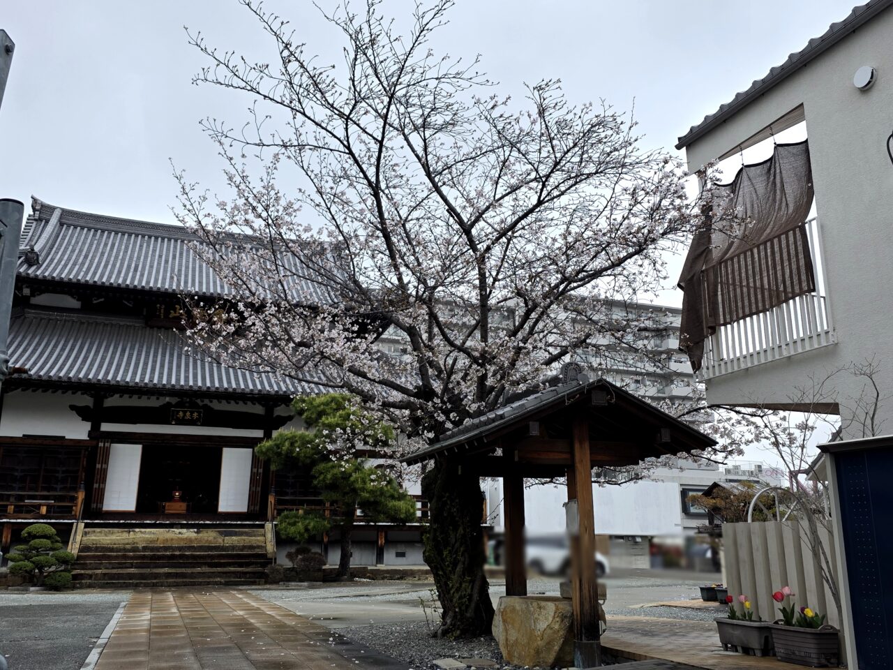 本泉寺　桜