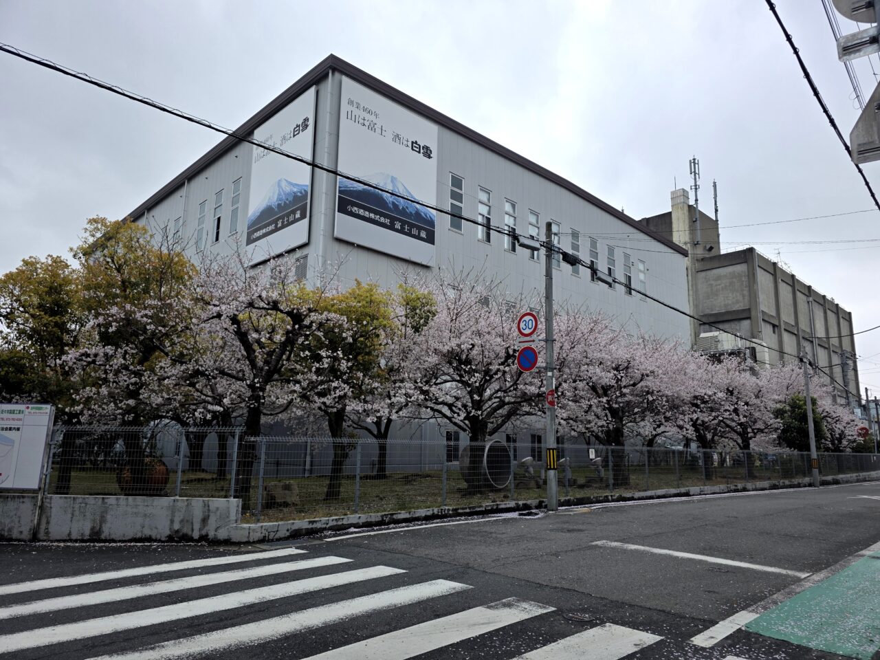 小西酒造　桜