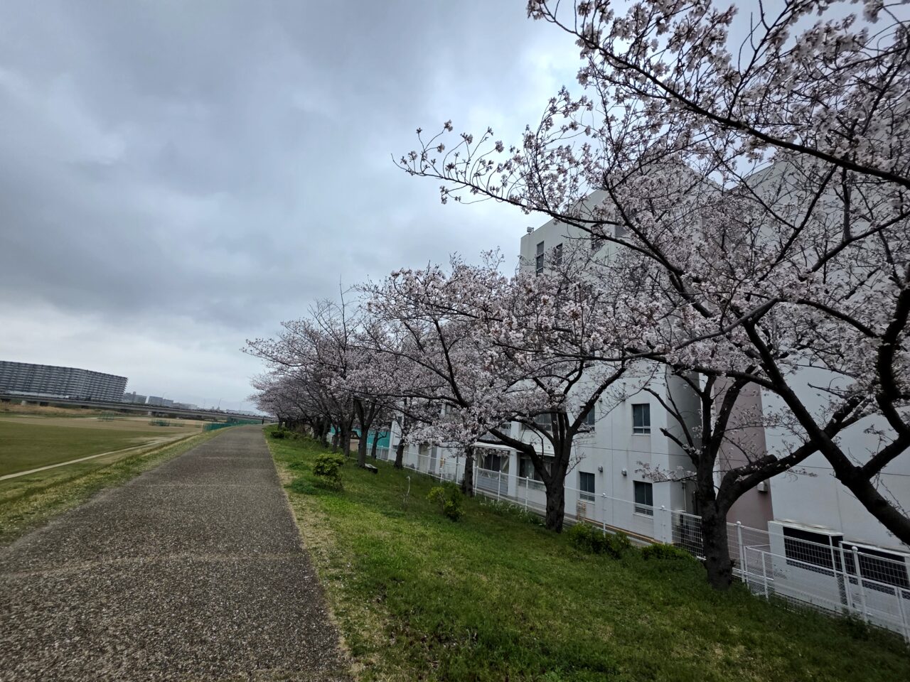 猪名川河川敷　桜