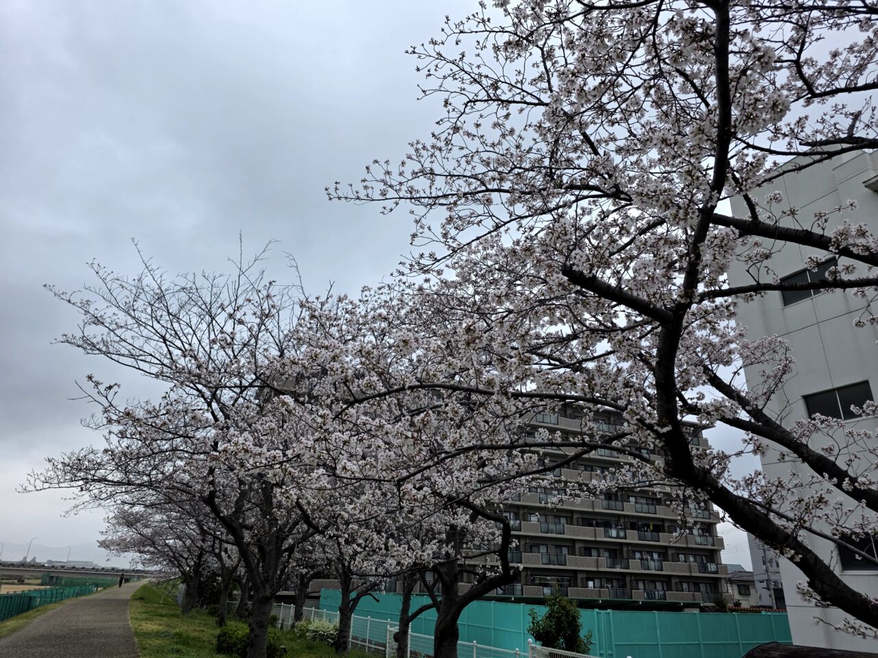 猪名川河川敷　桜