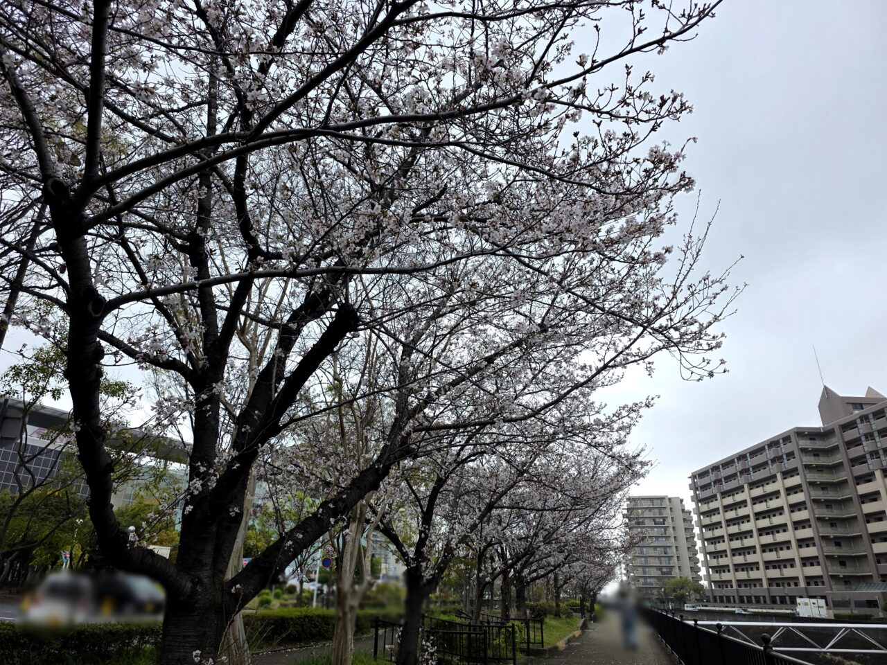 イオンモール伊丹　桜