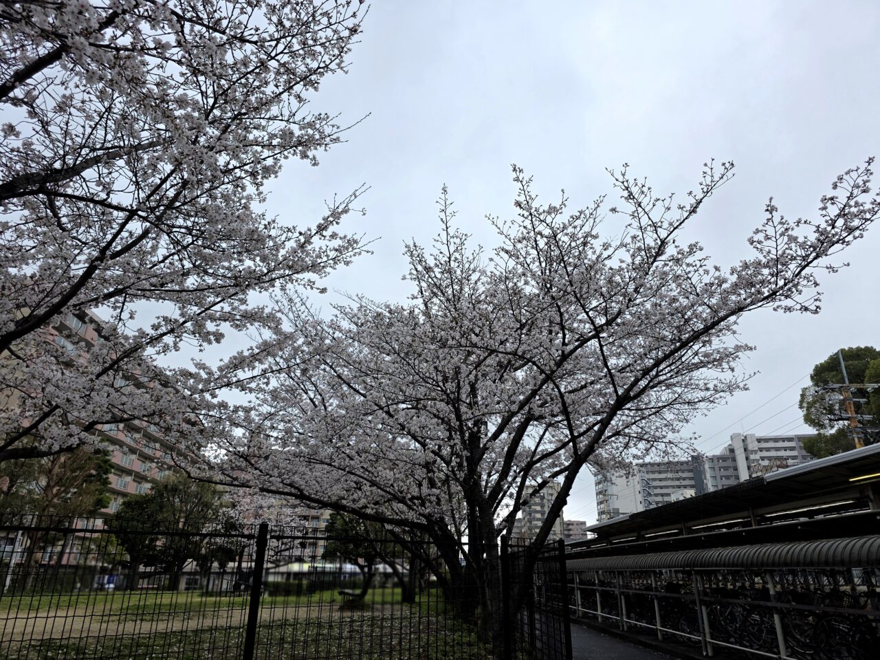 JR伊丹駅前　桜