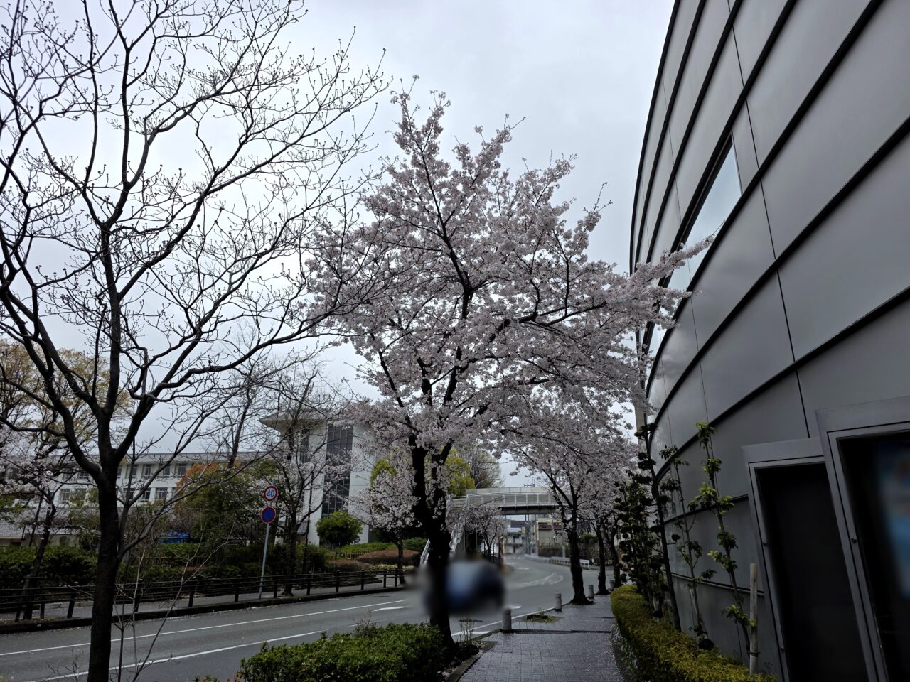 いたみホール　桜