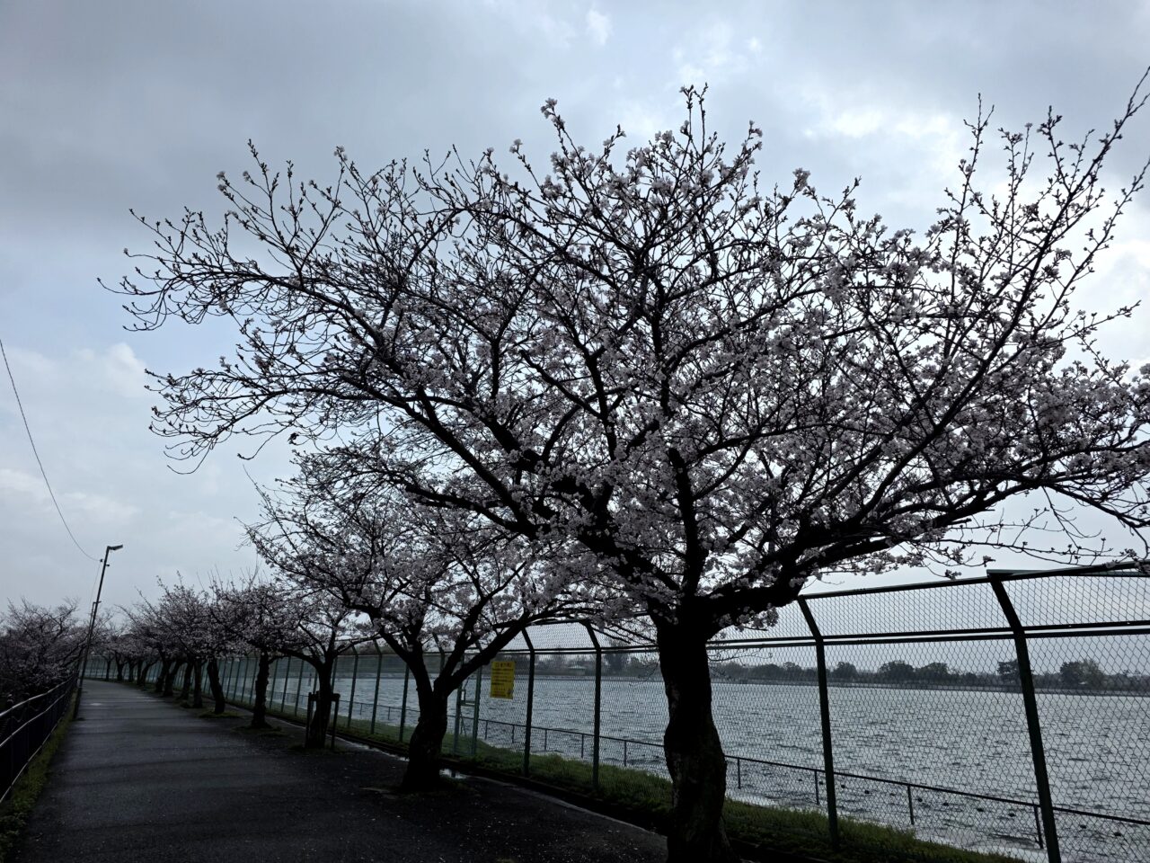 瑞ヶ池公園　桜