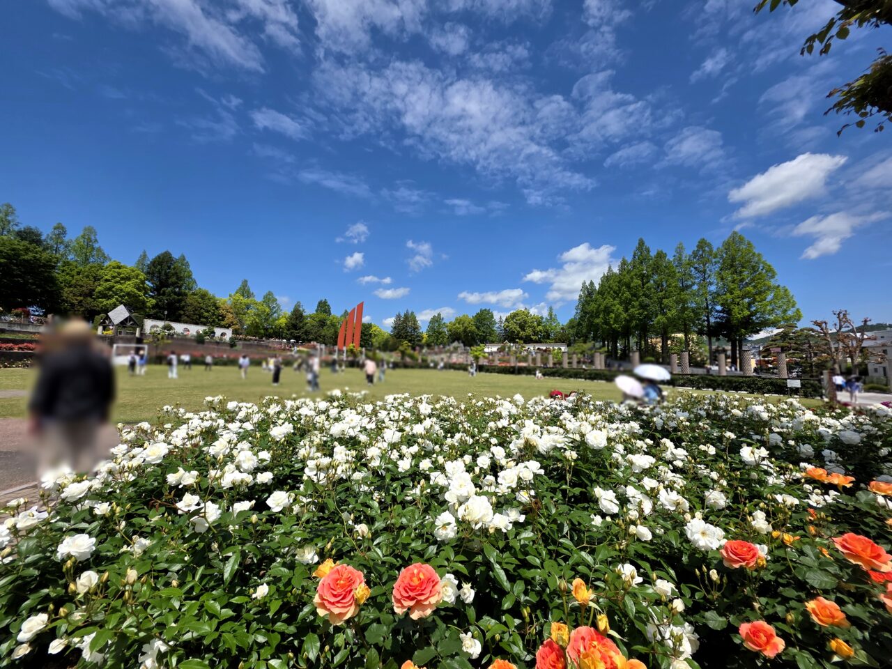 荒牧バラ公園