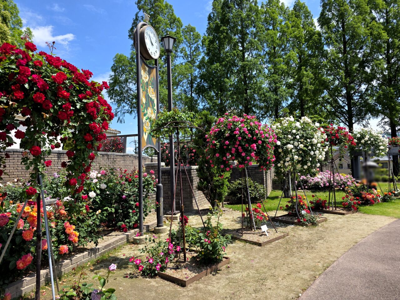 荒牧バラ公園