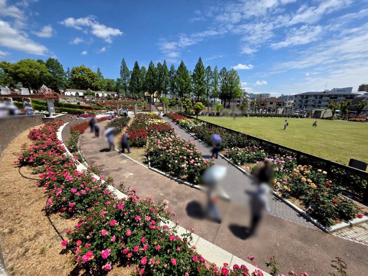 荒牧バラ公園