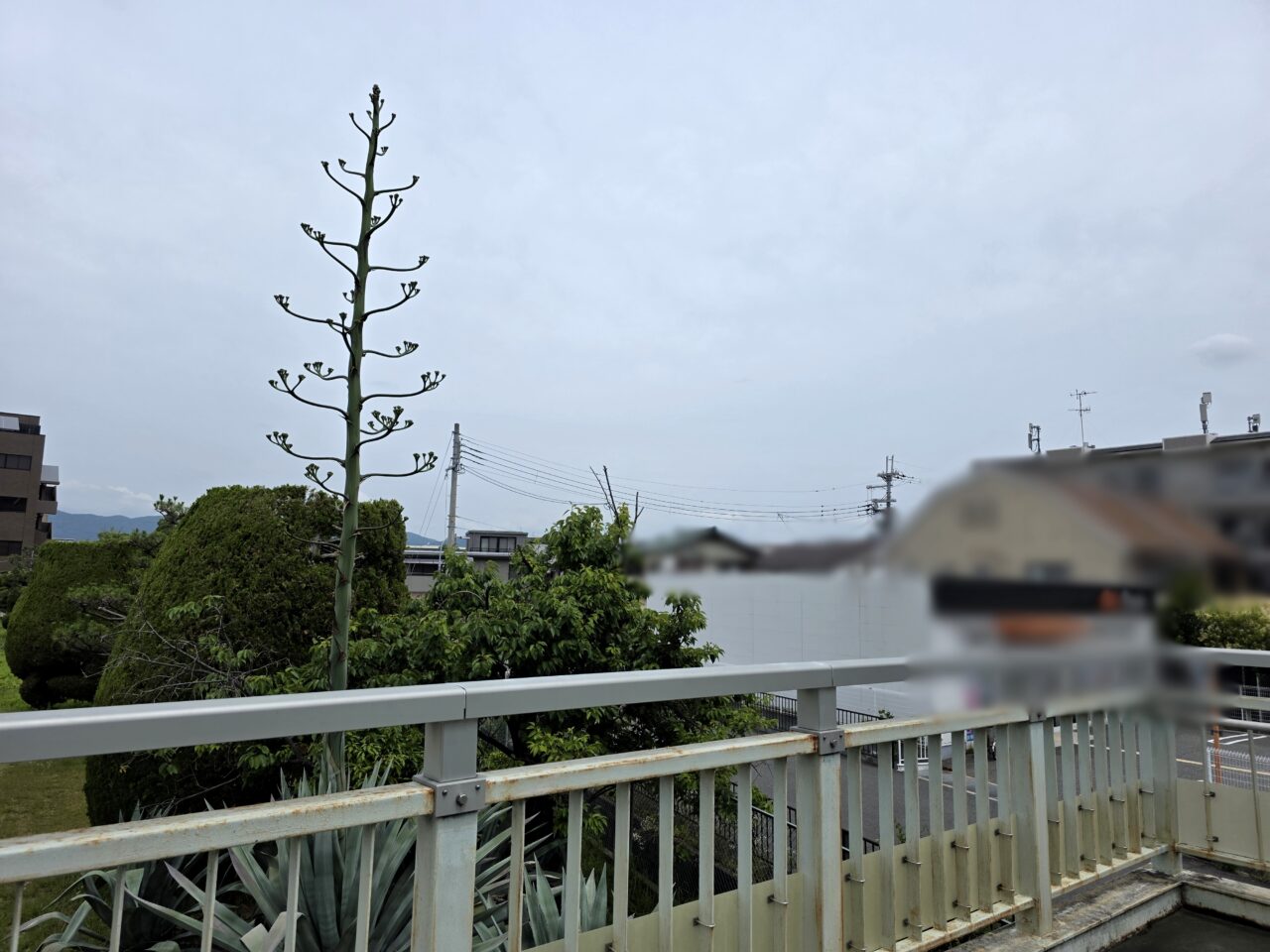 アオノリュウゼツラン