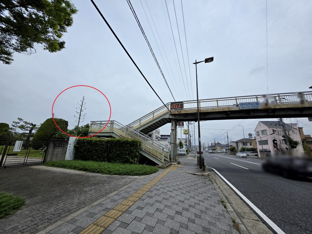 アオノリュウゼツラン