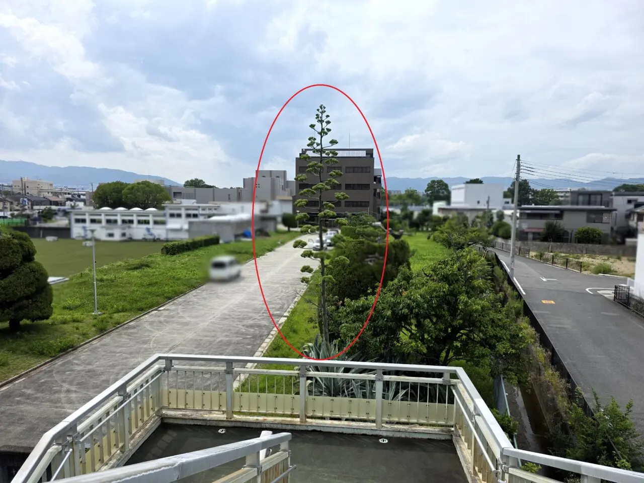 アオノリュウゼツラン